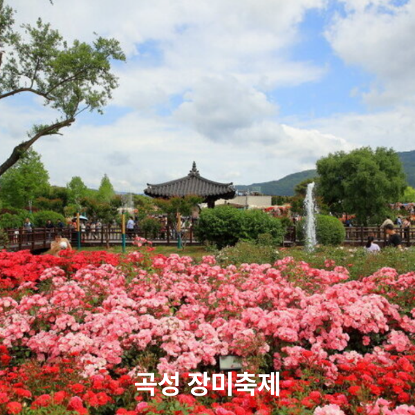 곡성 장미축제