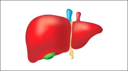 간 모형 일러스트