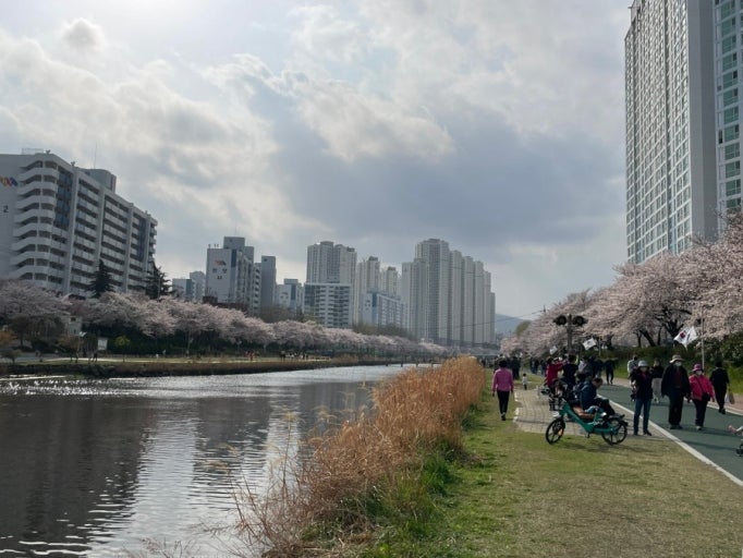 온천천 가는법 벚꽃 시즌 산책 코스 주차 정보