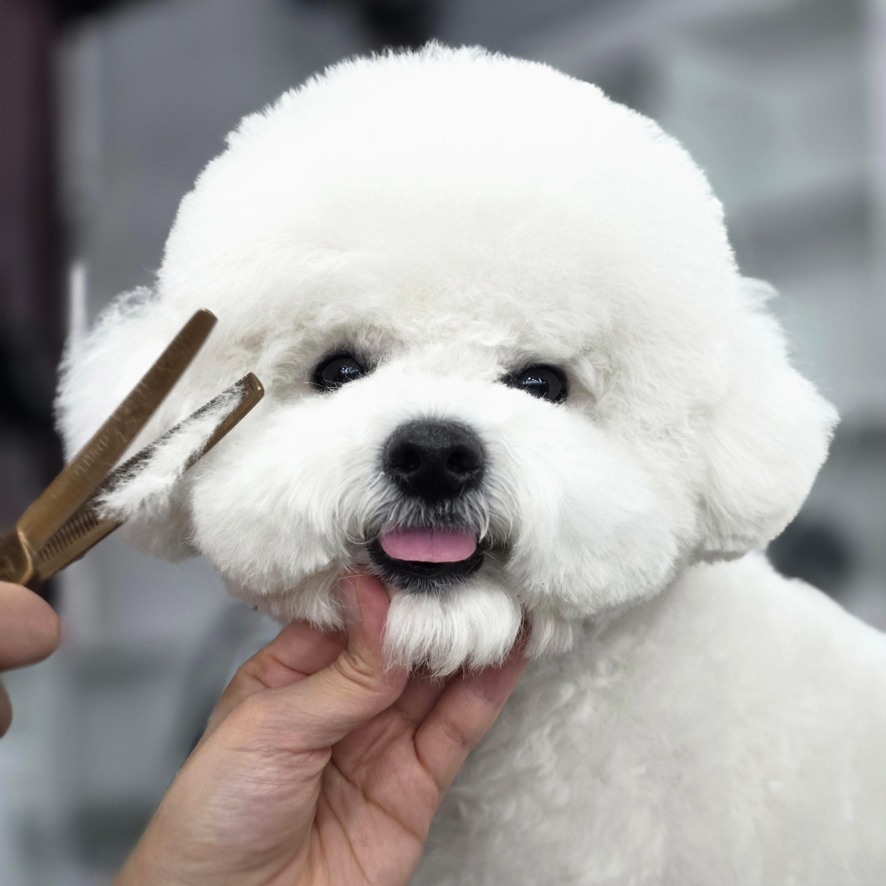 광명애견미용학원