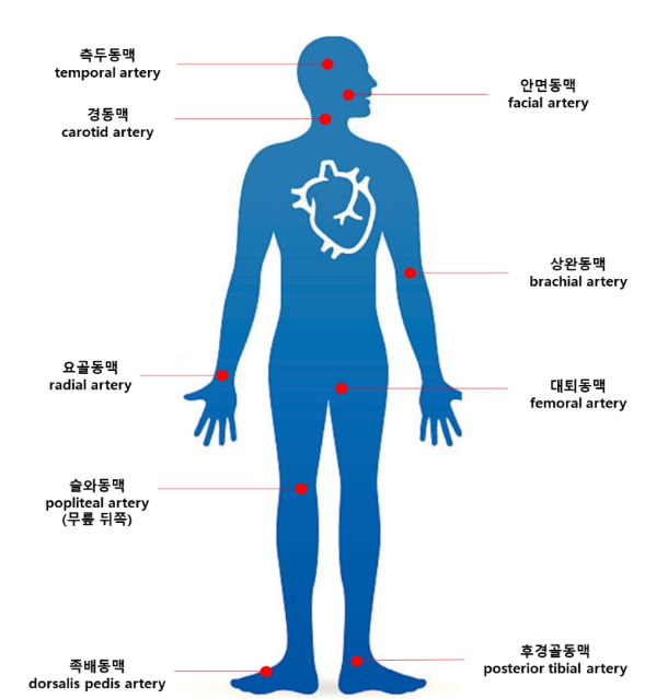 맥박 측정 부위