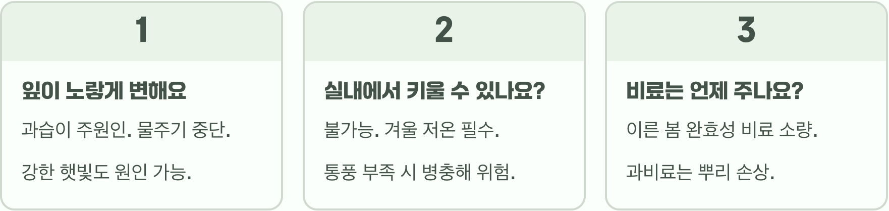 아파트 베란다에서 노루귀꽃 화분 키우기, 실패 없이 성공하는 비법