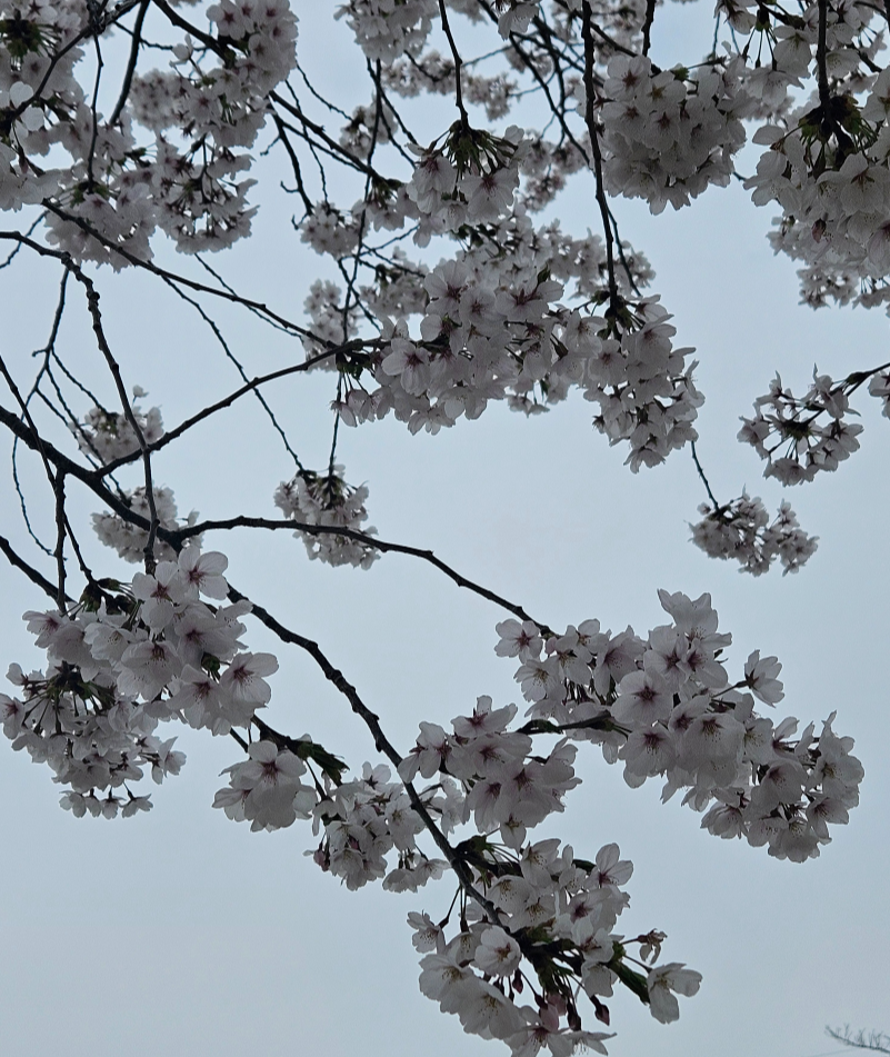 식목일의 계절감을 전하는 벚꽃 꽃잎의 클로즈업 이미지로 흐드러진 벚꽃 가지가 하늘을 배경으로 펼쳐짐