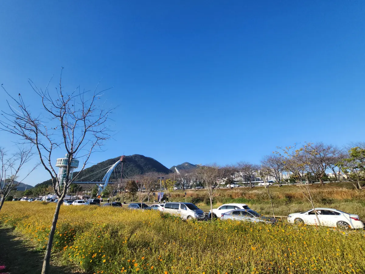 양산-황산공원-국화축제-차량정체