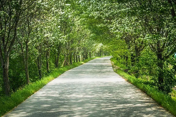 이팝나무꽃 특징 및 개화시기