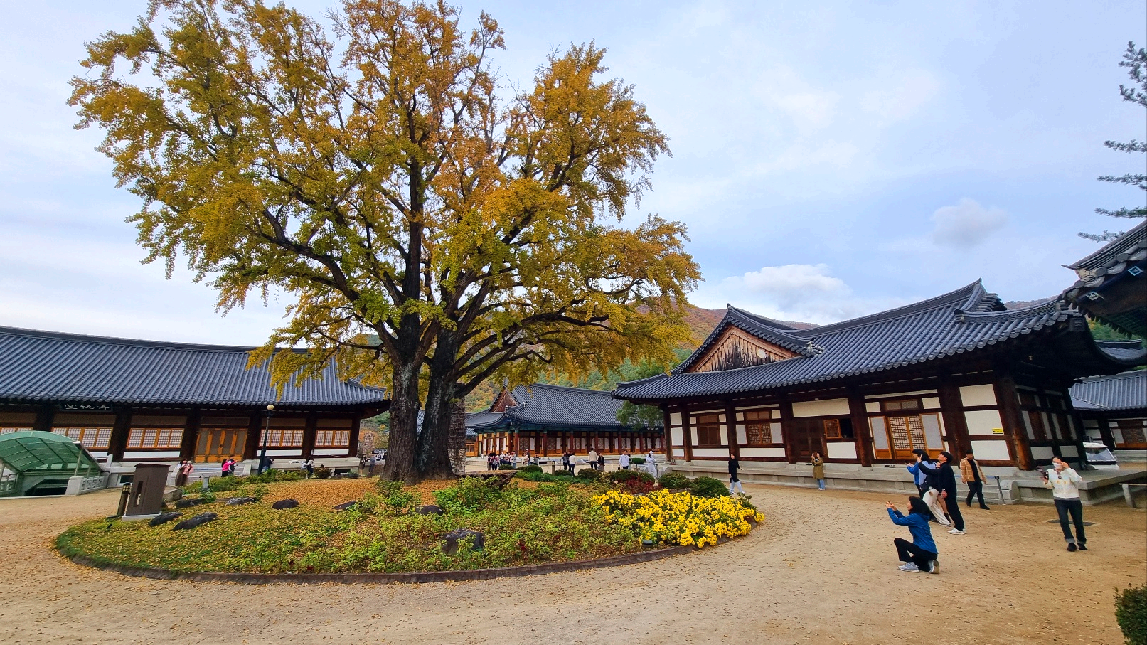 운문사 은행나무 단풍