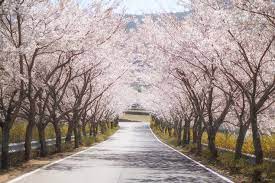 벚꽃 개화시기 2023