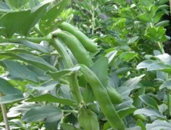 잠두콩 재배 저온 발아 지주 설치 꼬투리 관리_10