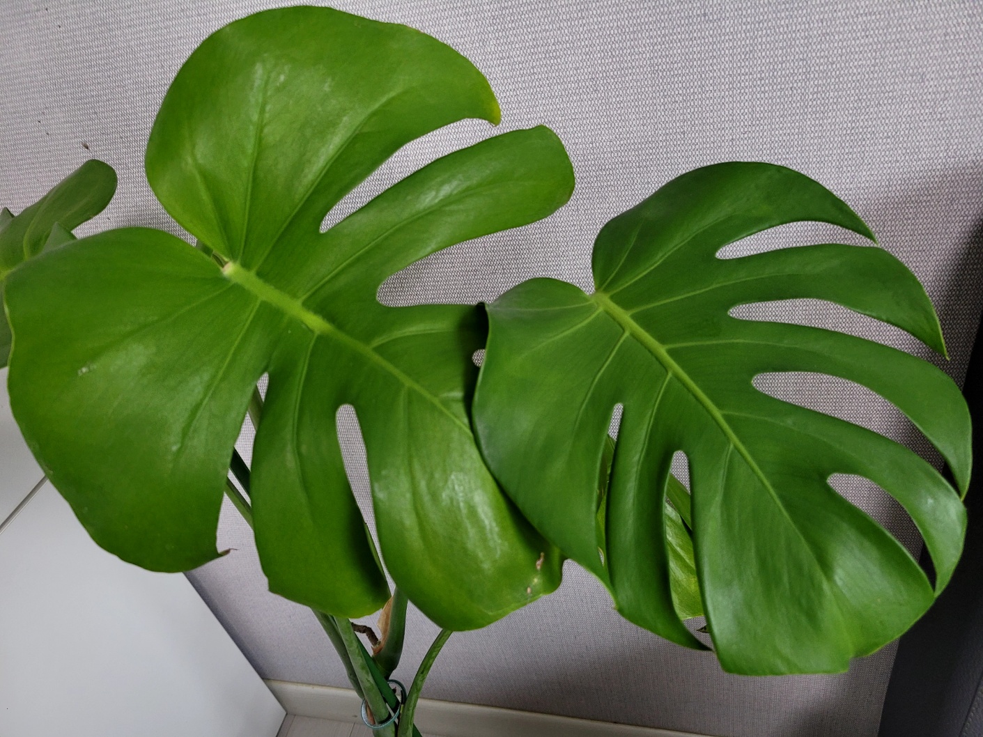 몬스테라 키우기 물주기, 분갈이, 가지치기 및 수경재배 방법