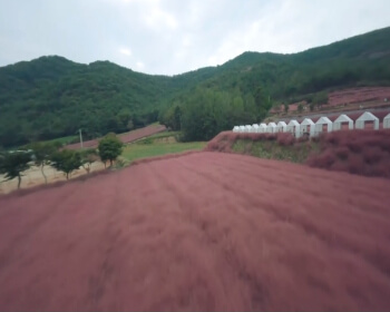 고창 핑크뮬리 축제_23