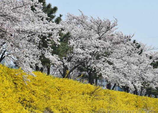 포항 벚꽃