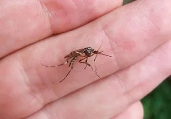 모기 박사님 추천 모기 퇴치법과 여름철 모기 없는 집 만들기 실전 전략_10