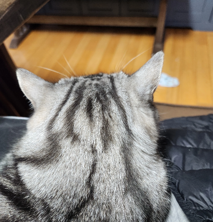 펫로스 증후군이 보호자의 일상에 미치는 영향과 회복