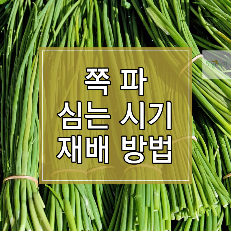 쪽파 심는 시기 및 재배방법 썸네일