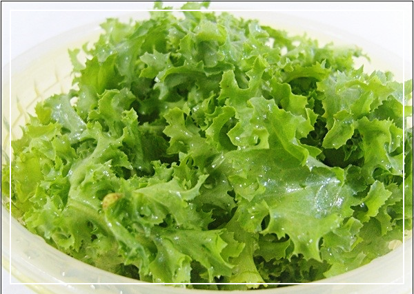 치커리-효능
