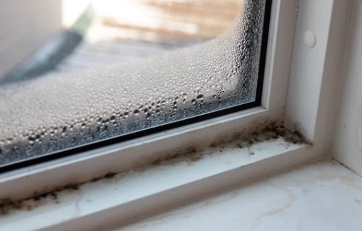 곰팡이 생기는 환경