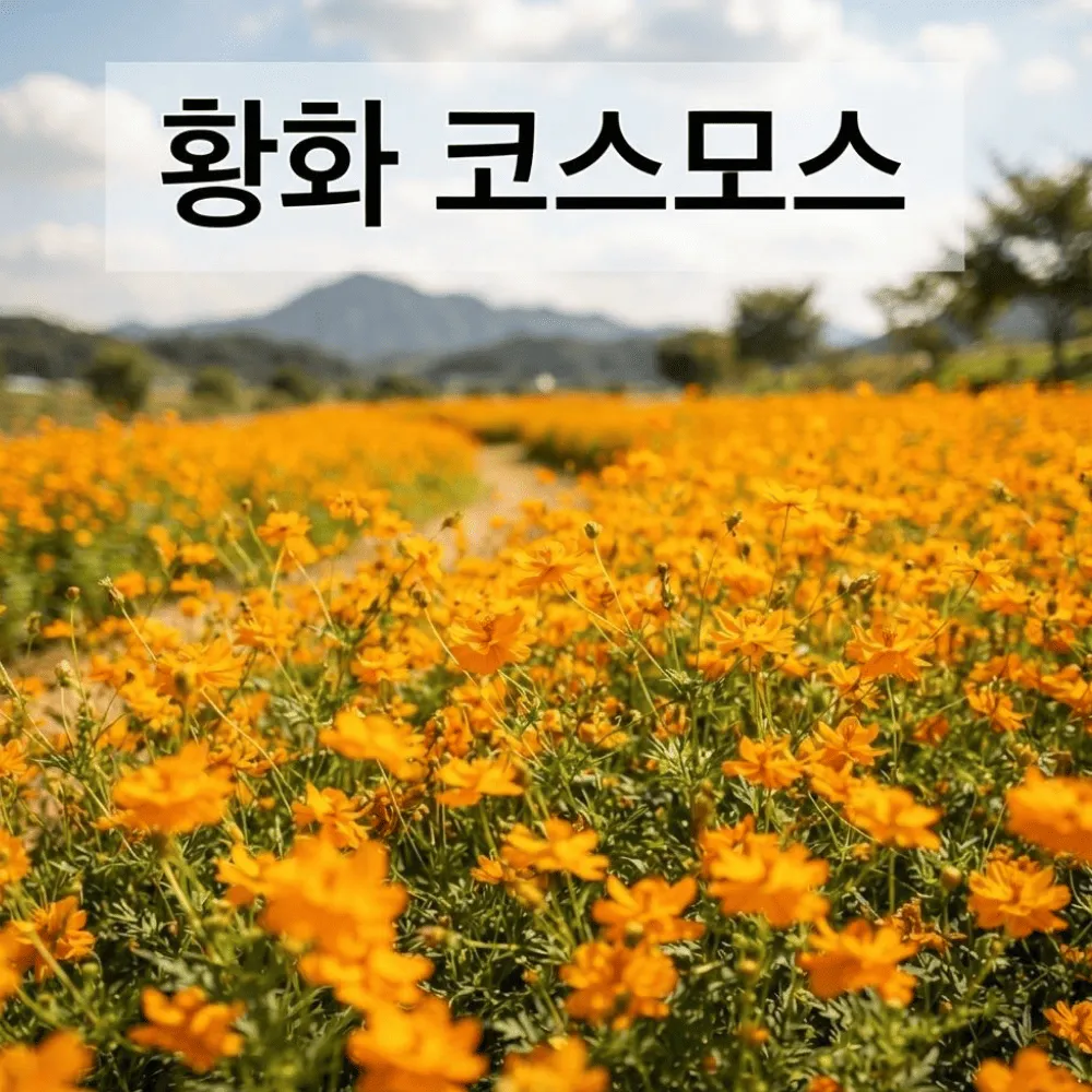 황화코스모스