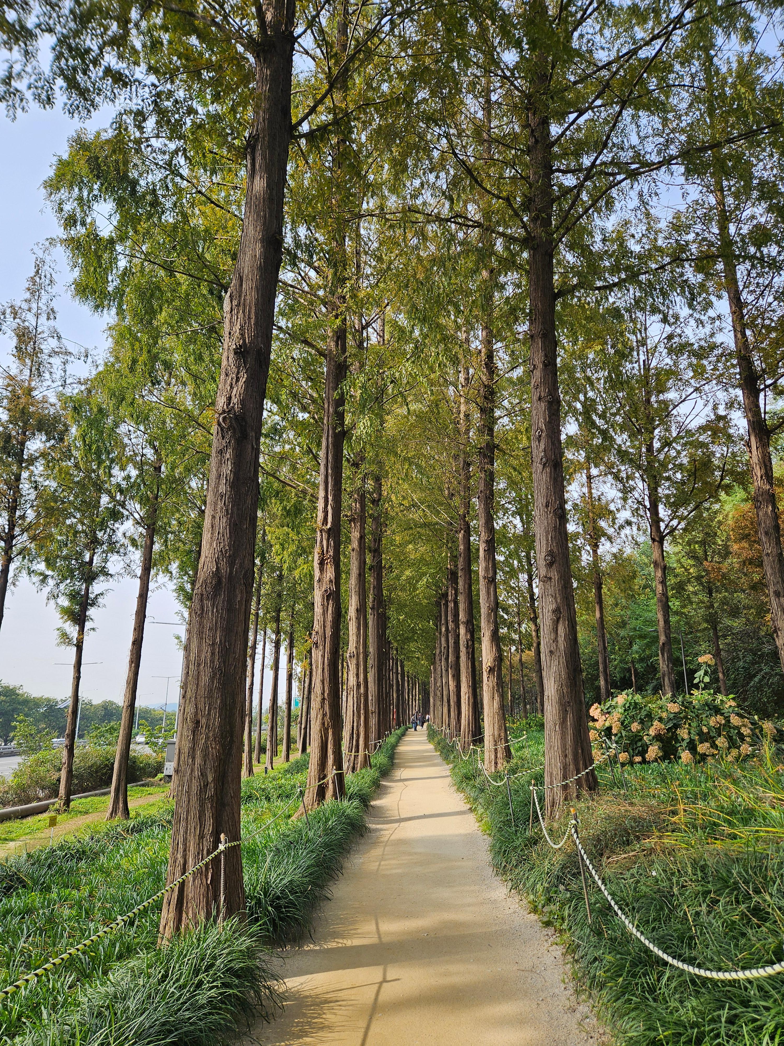 메타세쿼이아길