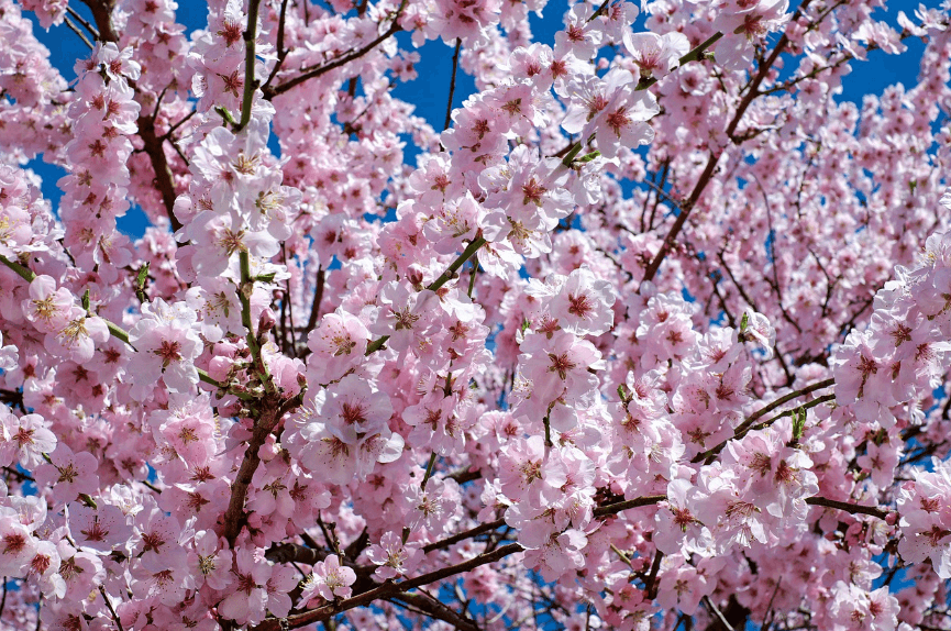 2025 화담숲 벚꽃 예매하기 관련사진