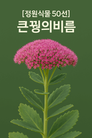 건조하고 척박한 땅에서도 잘 자라는 큰꿩의비름