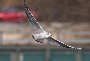 나는 꿈&amp;#44; 날으는 꿈&amp;#44; 날아오르는 꿈