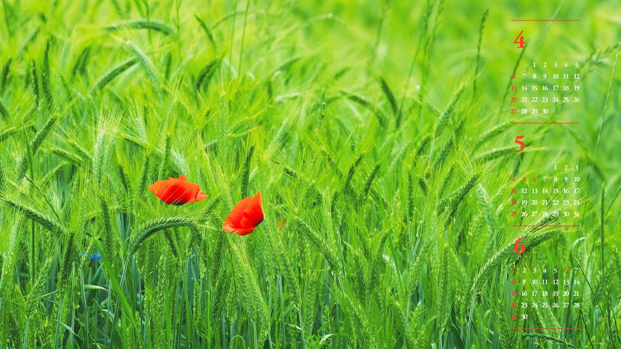 08 꽃양귀비 두송이 B - 2025년5월 노트북배경화면