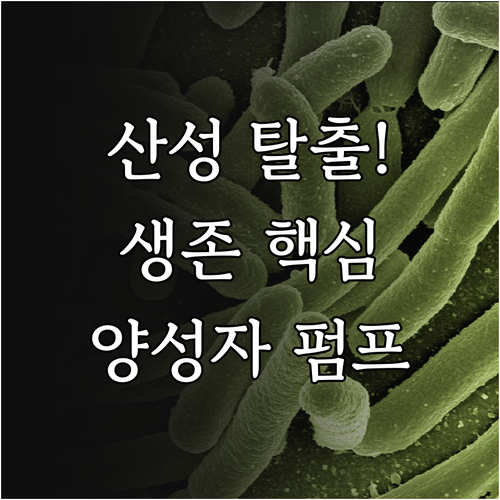 미생물 pH 항상성 유지를 위한 양성..