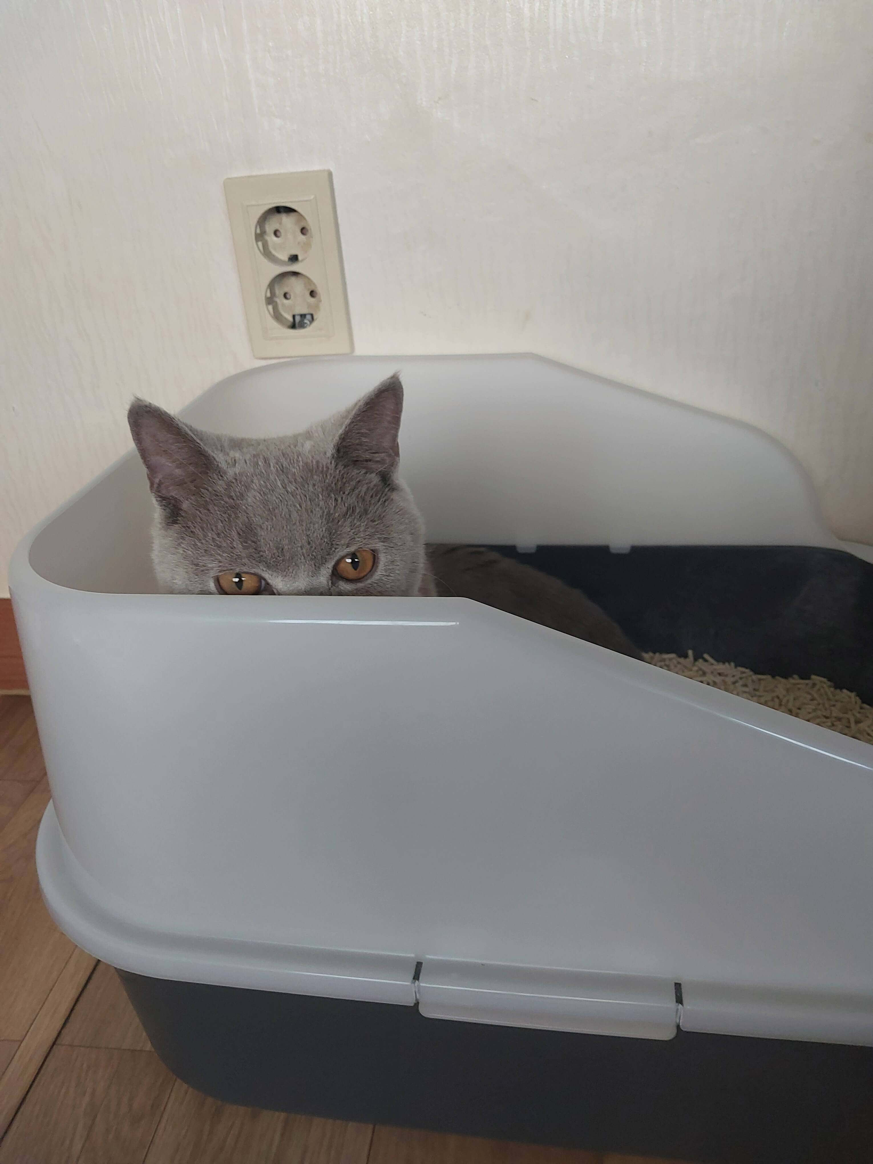 분양 초기에는 두부모래를 사용했어요