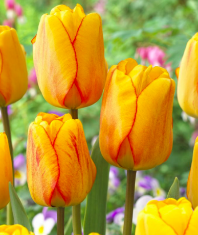 Golden Apendoorn Tulip