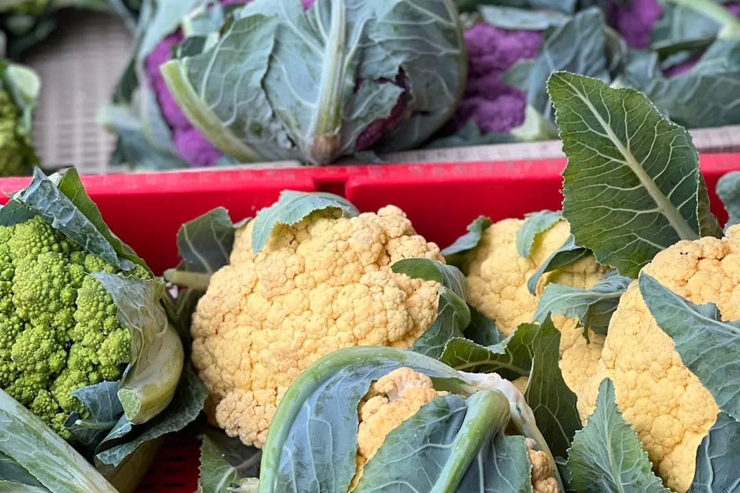 채소 관련사진1