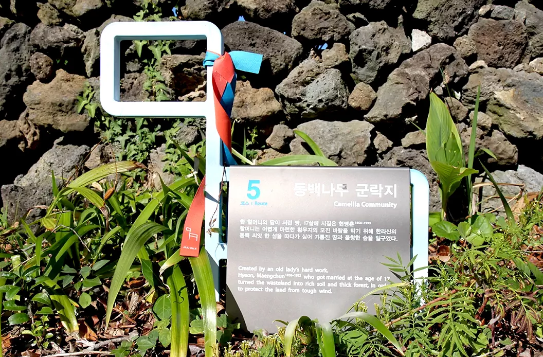 올레길 5코스 중반부에 위치한 위미 동백나무 군락지 안내 간새.