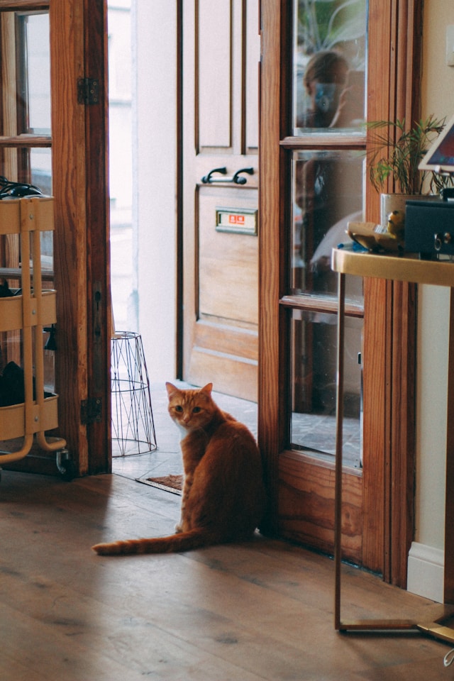 8월8일 세계 고양이의 날 뜻·배경·행사·선물·기부