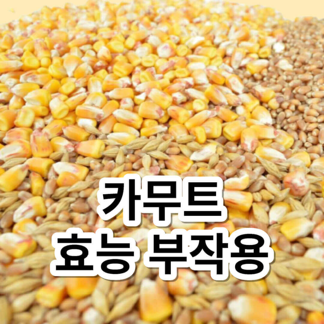 카무트 효능 부작용