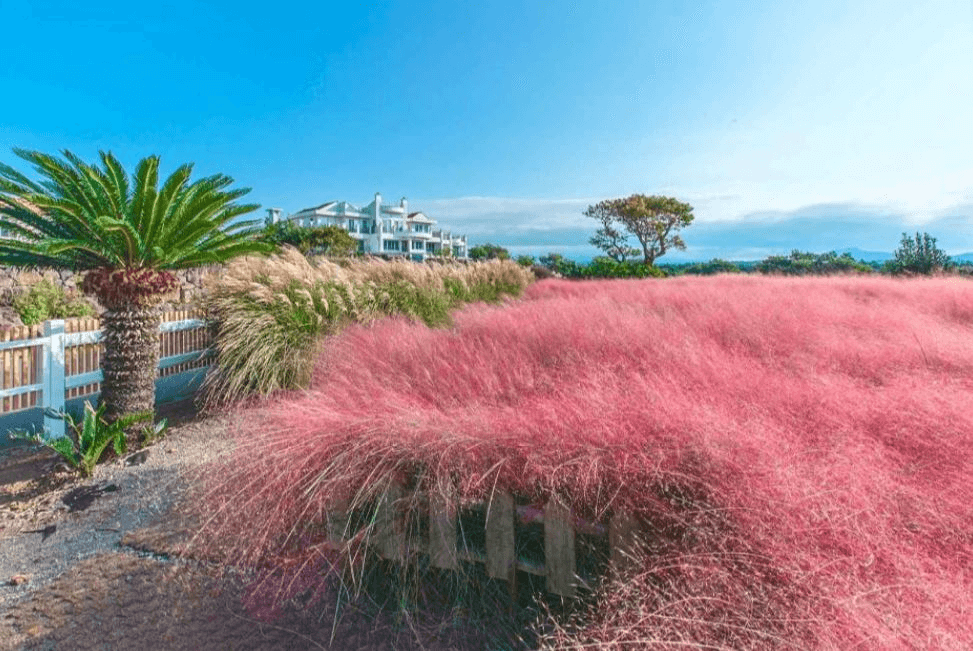 핑크뮬리축제, 제주 서귀포시