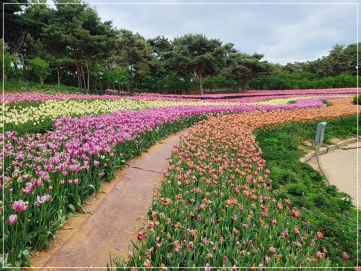 태안세계튤립축제
