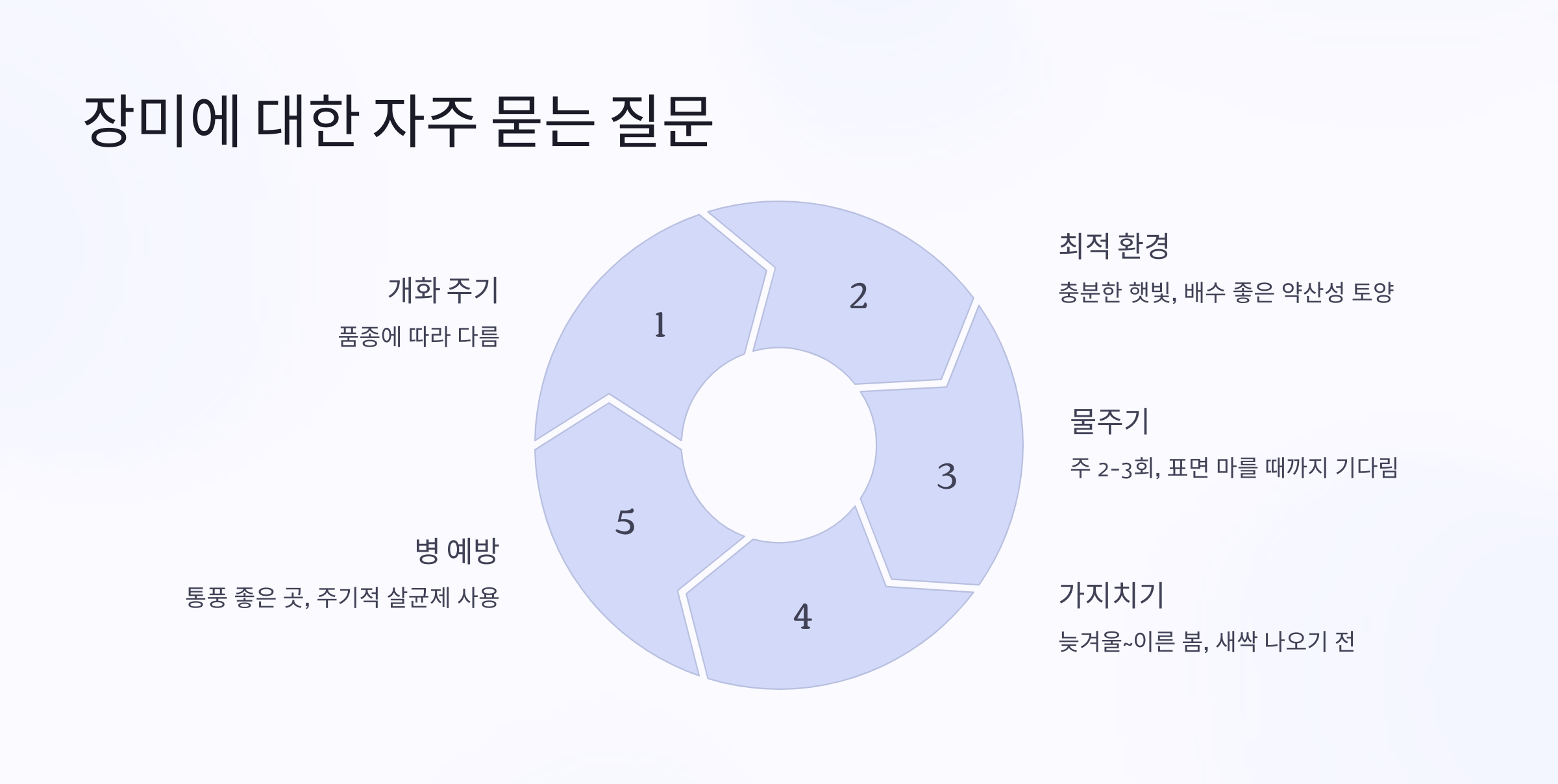 장미 질문사진