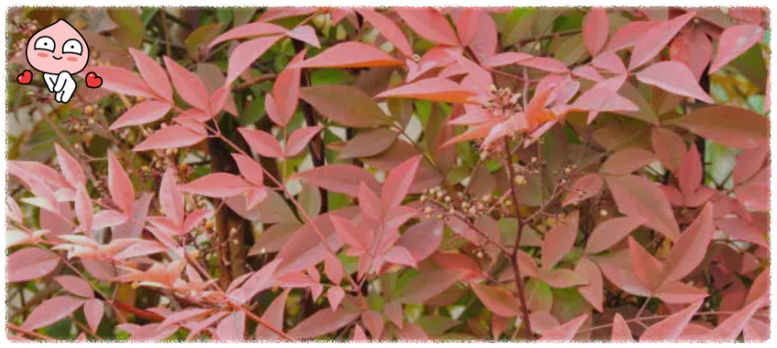 남천 식물 집에서 즐기는 단풍 식물