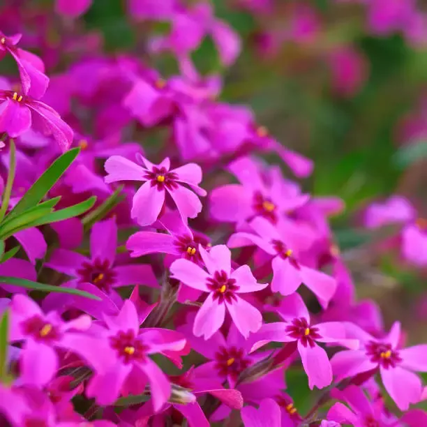 진안 꽃잔디동산