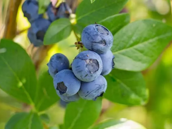 냉장 해동하는 블루베리