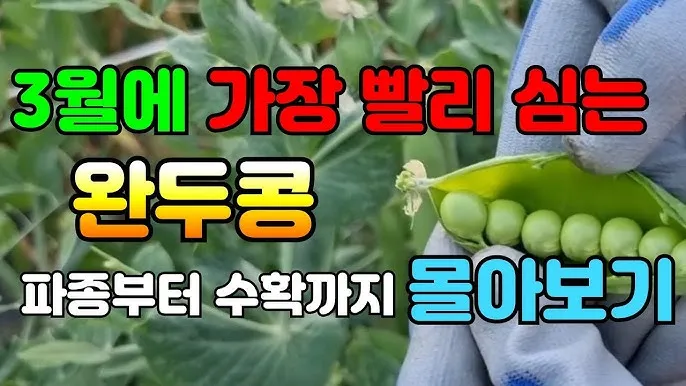 완두콩 재배 추위 견디기 지주 세우기 꼬투리 수확_6