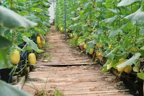 참외 재배 꽃 솎기 차광막 설치 당도 관리_4