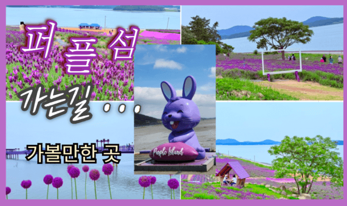 신안_퍼플섬_가는길