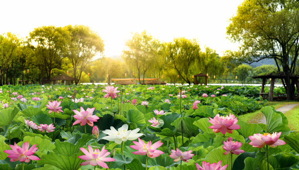 궁남지 해설사 예약하기