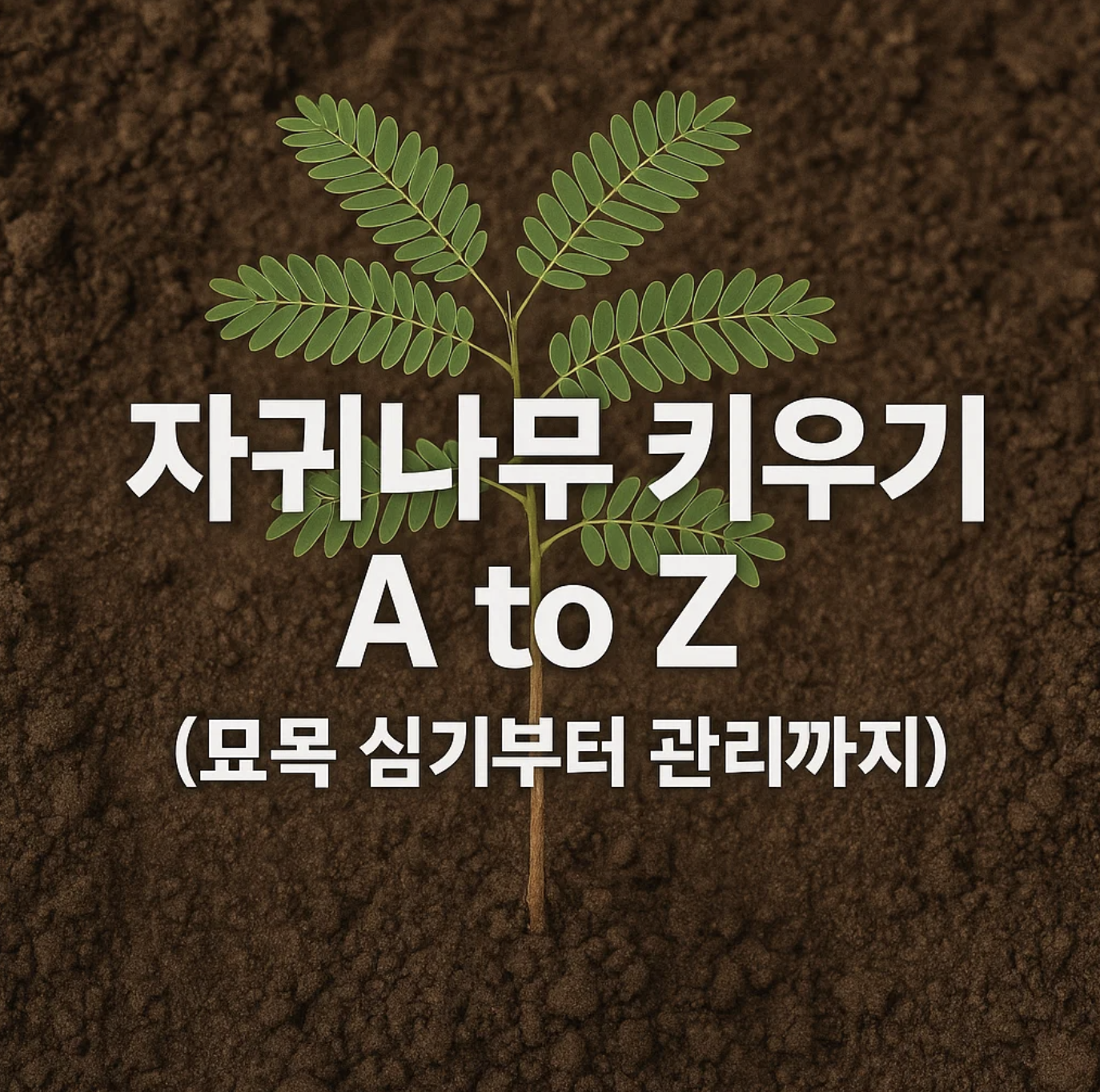 자귀나무 키우기 A to Z (묘목 심기부터 관리까지)