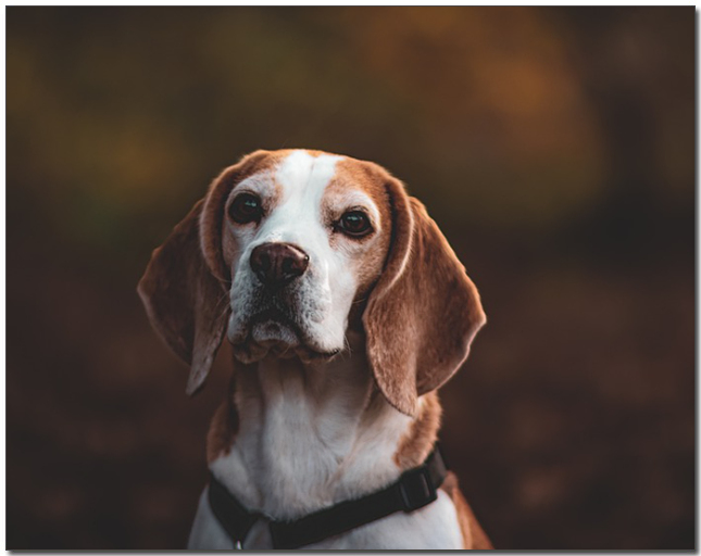 하늘을 보는 비글