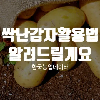 싹난 감자 먹기 주의점 레시피_4