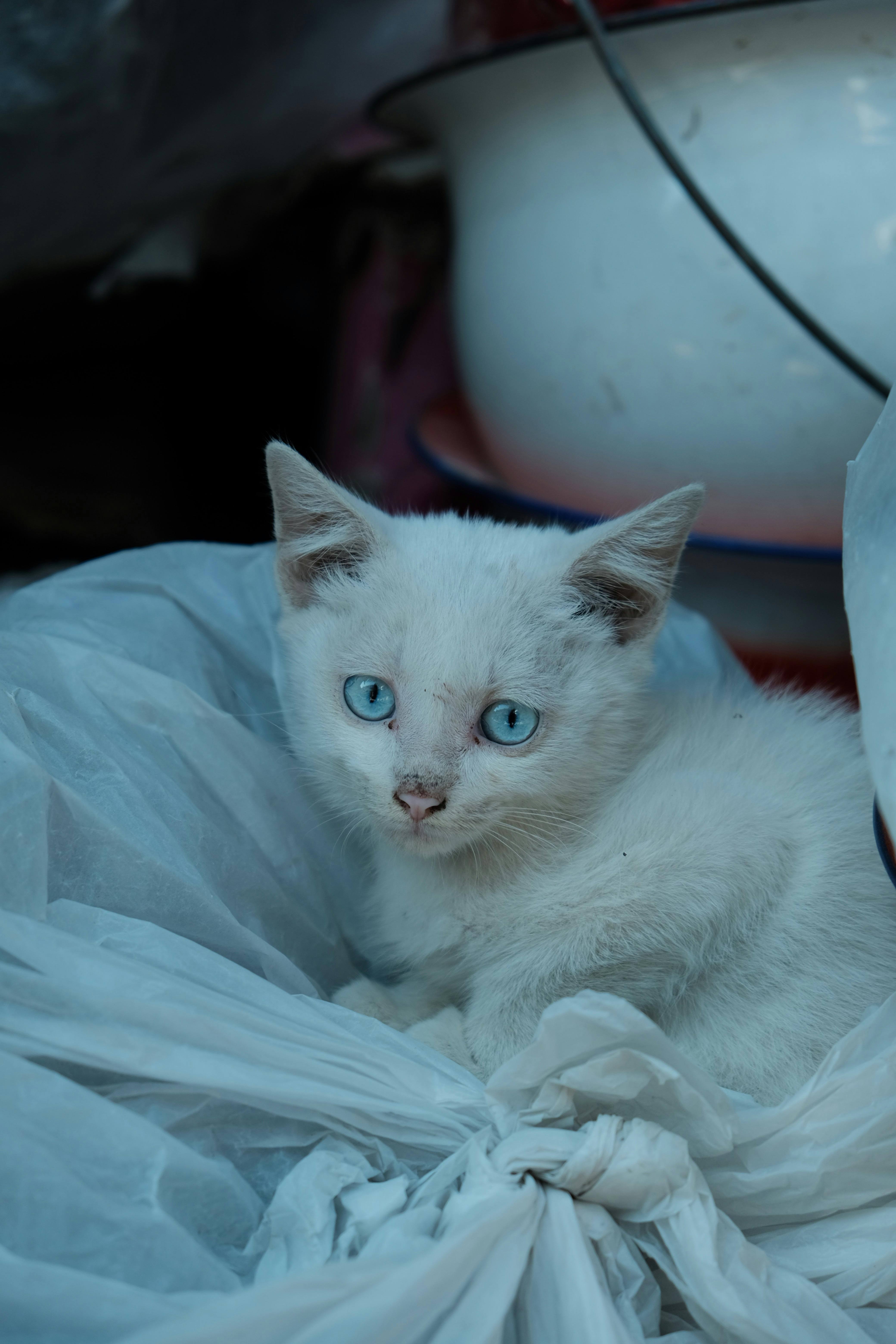 반려동물 보험 + 카드 혜택 2배로 받는 법 │ 병원비 확 줄이는 중복 절약 공식