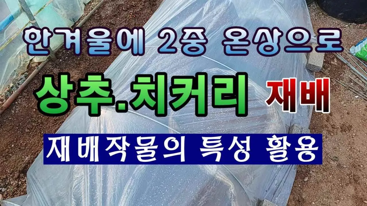 치커리 재배 쓴맛 줄이기 차광 요령 물 관리_6
