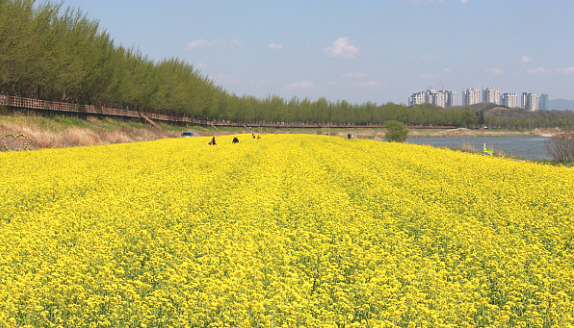 곡교천-유채꽃-축제