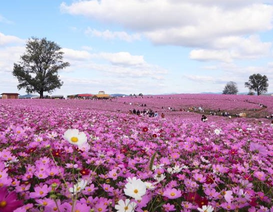 안성팜랜드-코스모스